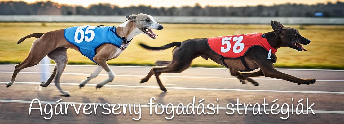 Tippek az agárverseny fogadáshoz
